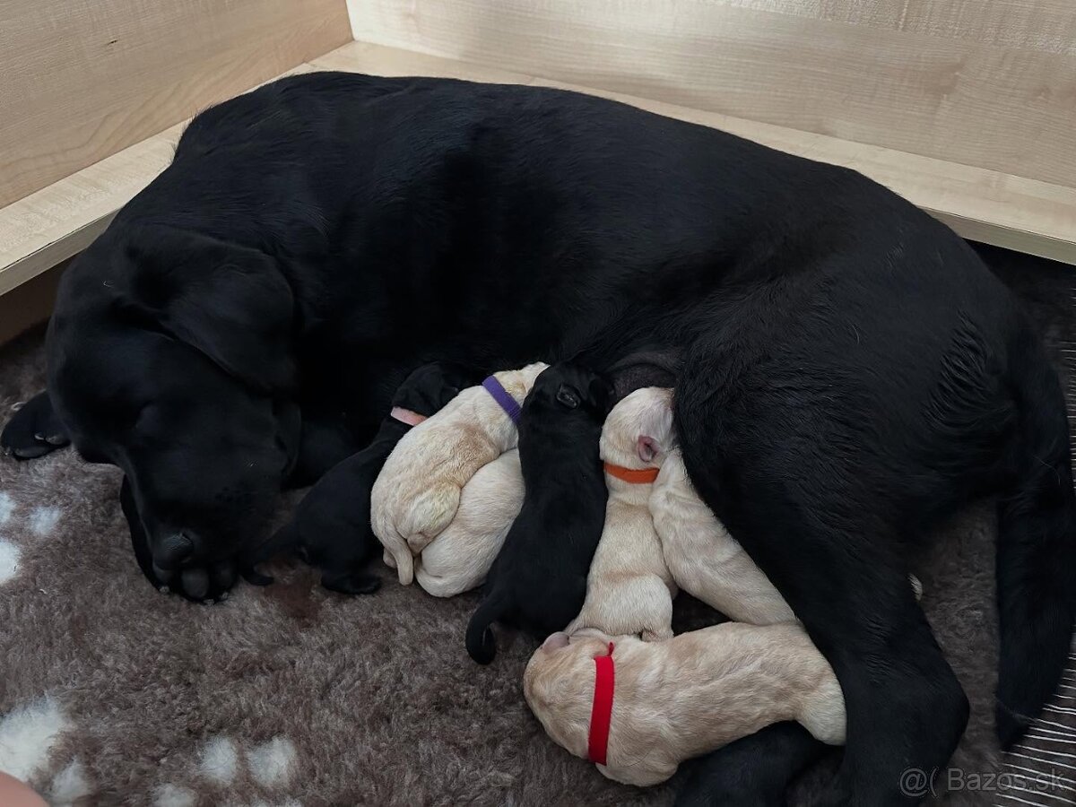 Šteniatka LABRADORA s PP po testovaných rodičoch