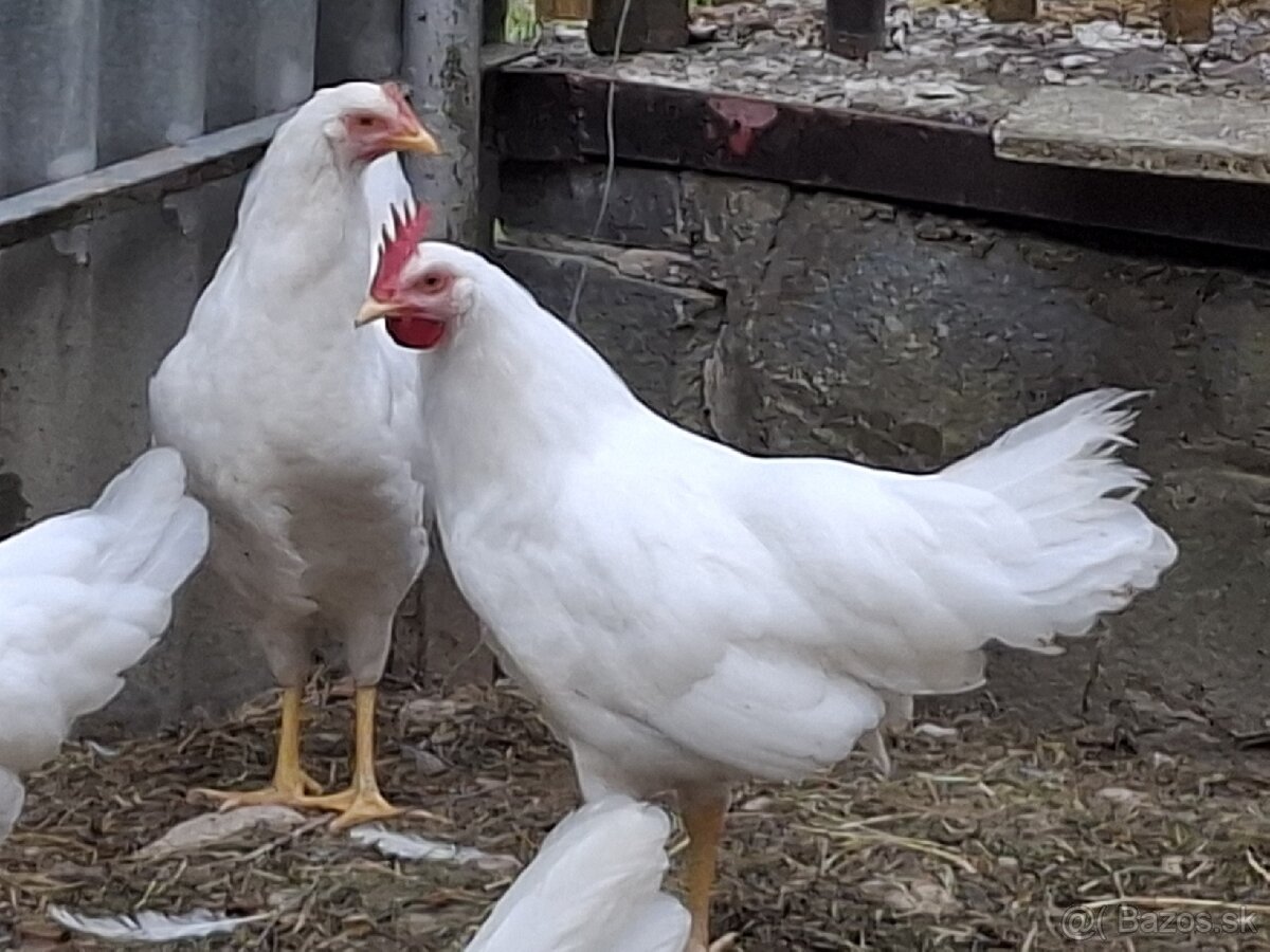 Leghorn kohut