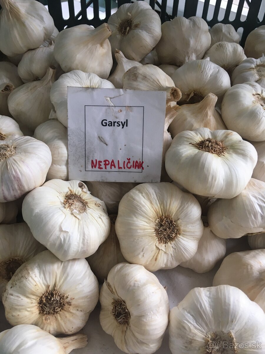 Predám domáci cesnak