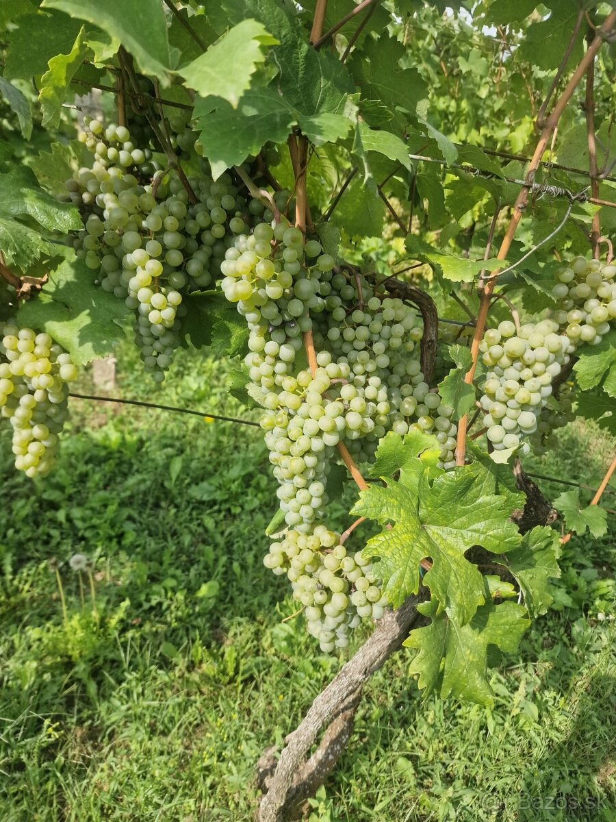 Predam hrozno Veltlínske zelené