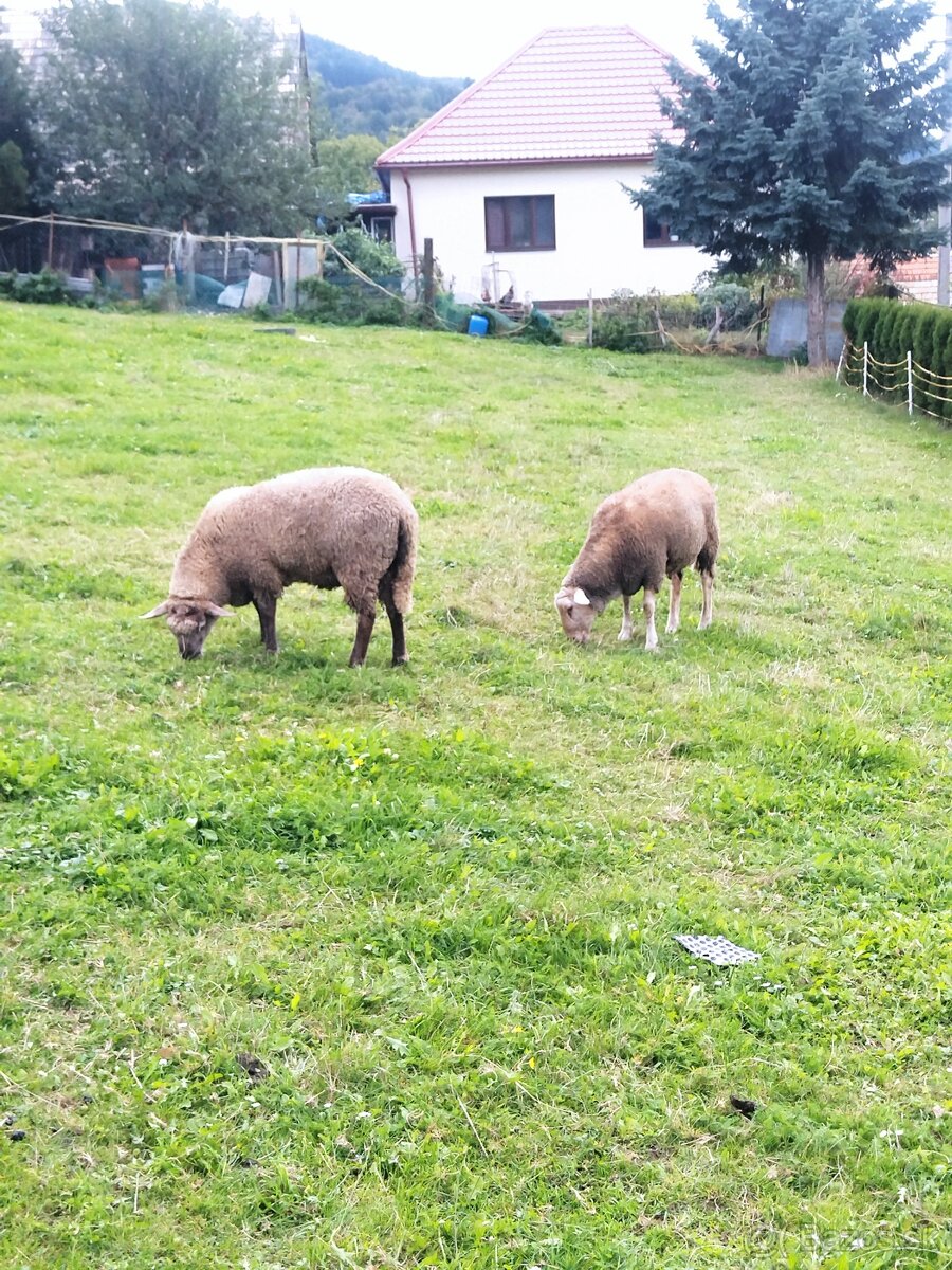 Predám tohtoročné barany.