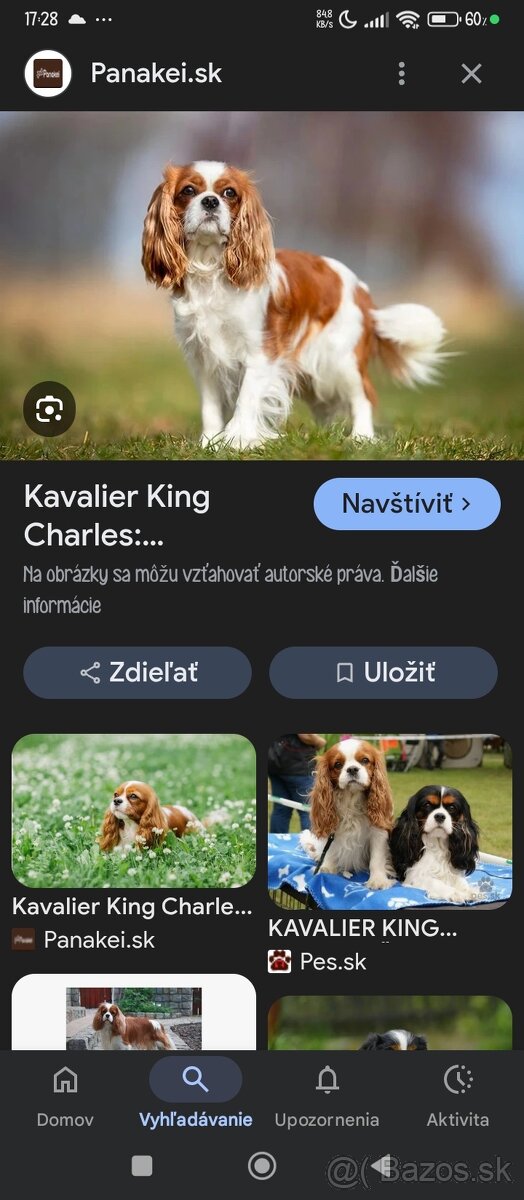 Hľadám psíka šteniatko do bytu