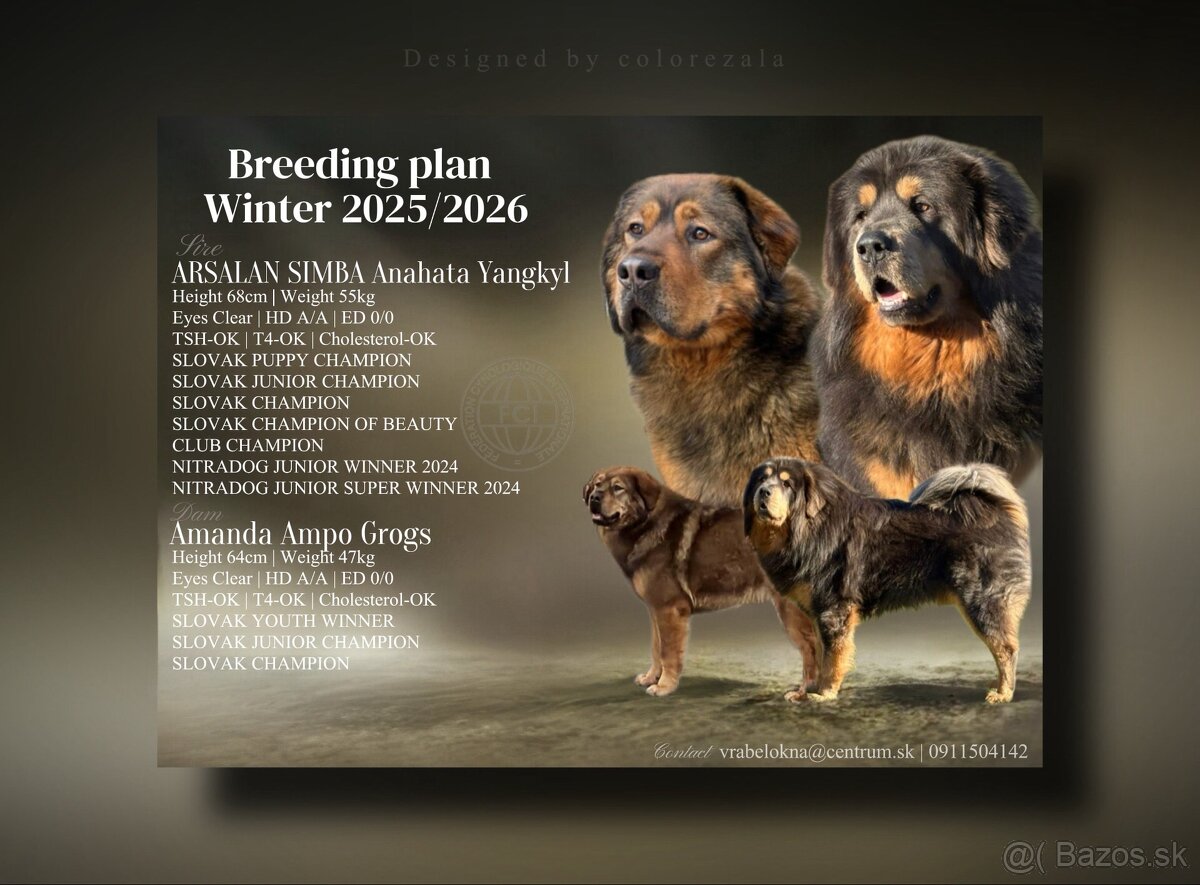 Tibetska doga šteniatka s PP