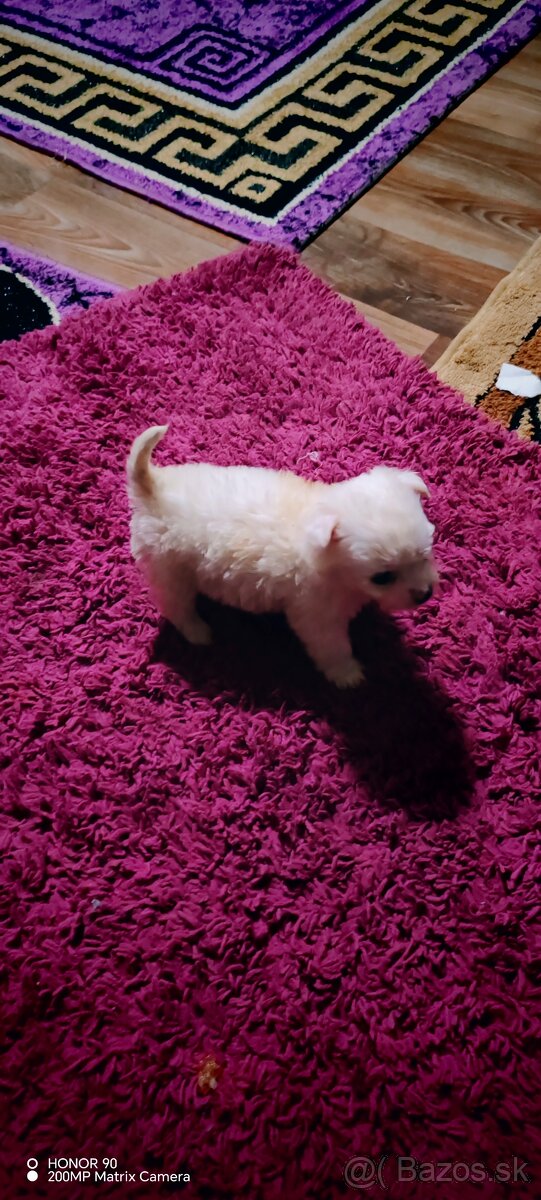 BIEWER Yorkshire Mini