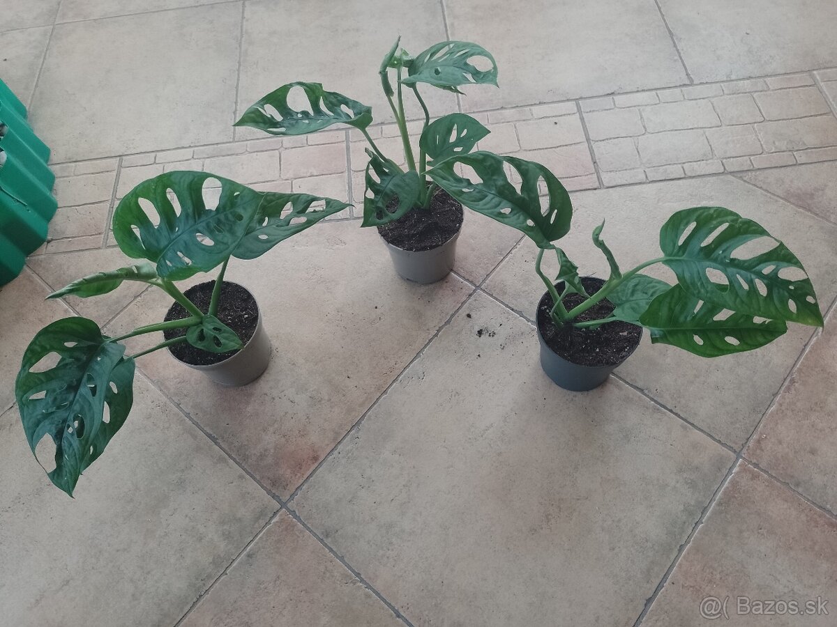 Monstera Obliqua 16.mesacna sadenica 1ks/7€+posta