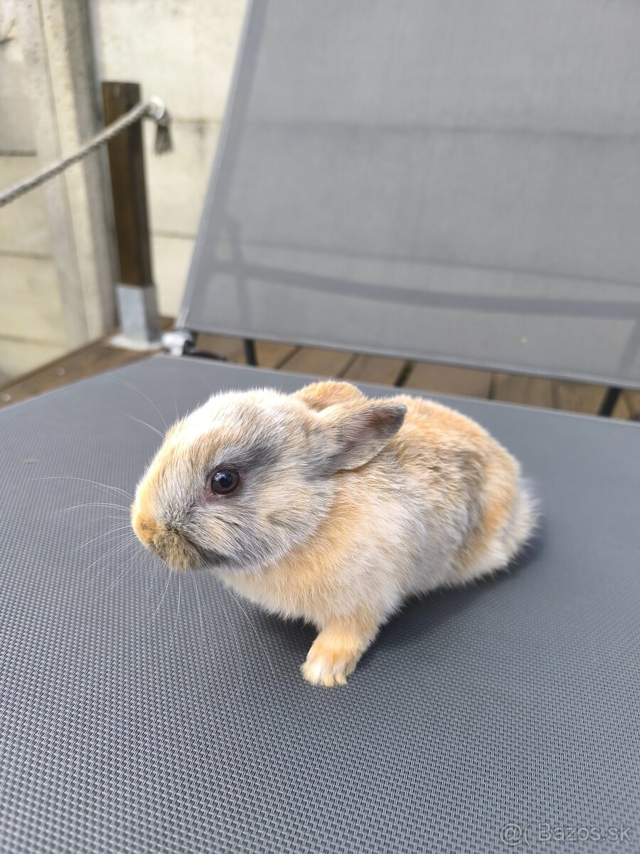 Zakrsly zajacik