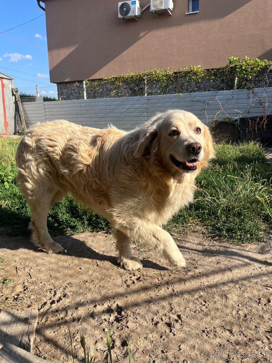 Retriver