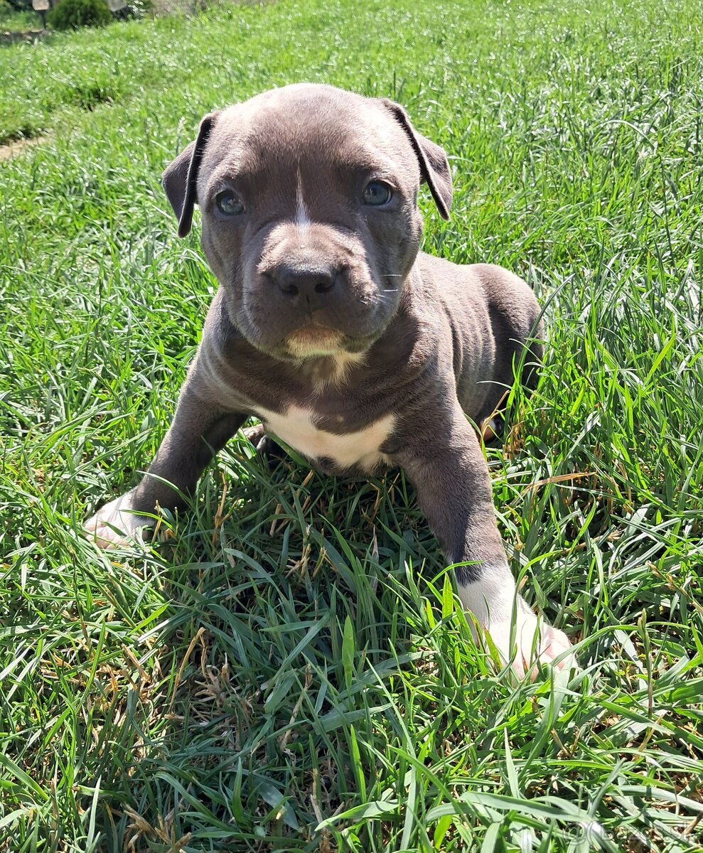 Šteniatka - Americký stafordšírsky teriér (Amstaff, Staford)