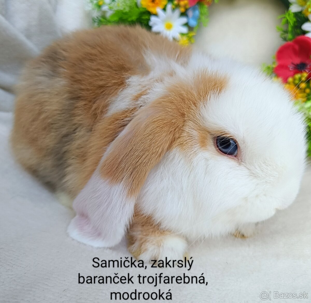 Zakrslý baranček s VP samička trojfarebná