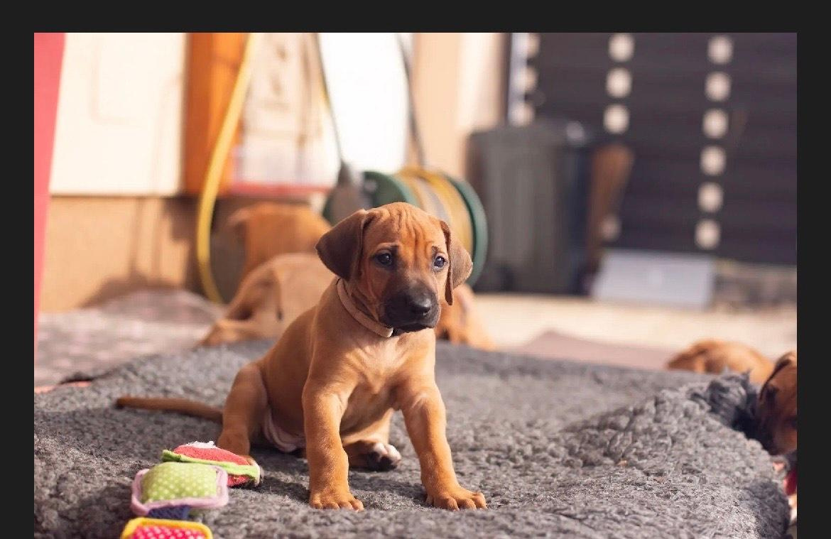 Rhodéský ridgeback štěňátka s PP