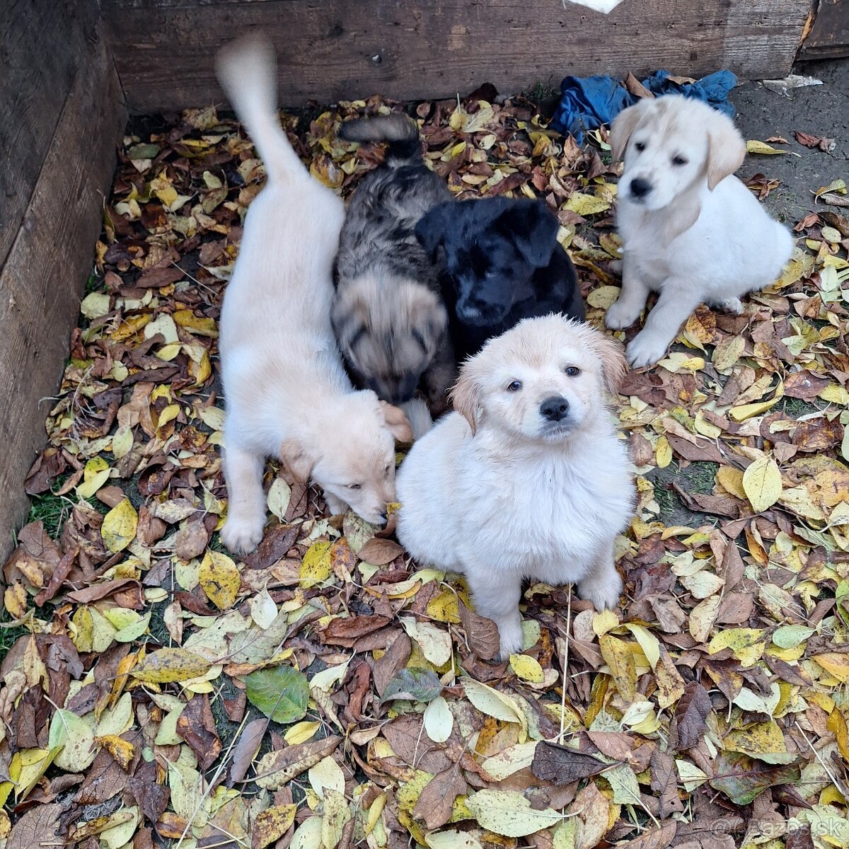 Zlaty retriver