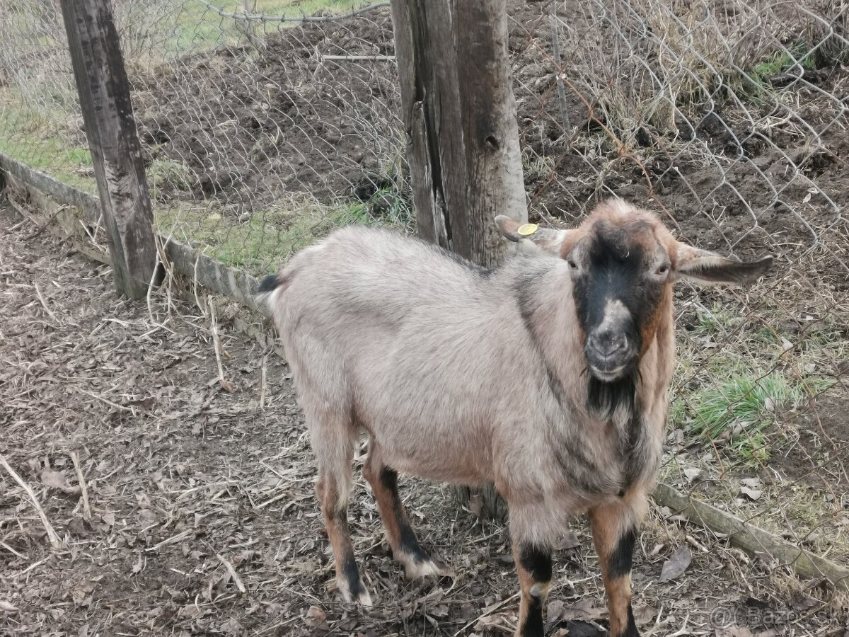 Ponúkam capa anglonubiskeho na prípustnie