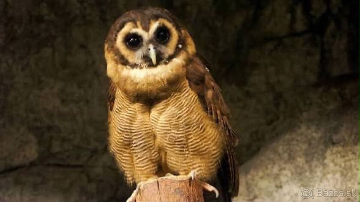 nepríbuzný pár sov hnedých (Strix leptogrammica