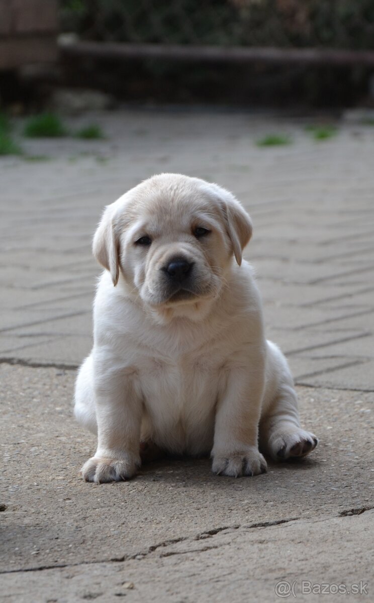 LABRADOR RETRIEVER s PP