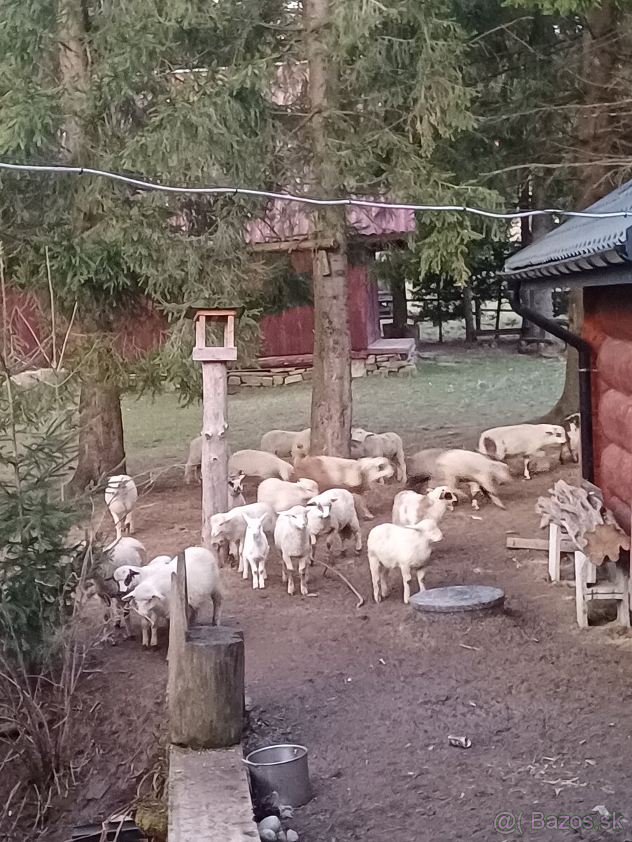 Predám jahnata/jahňacinu