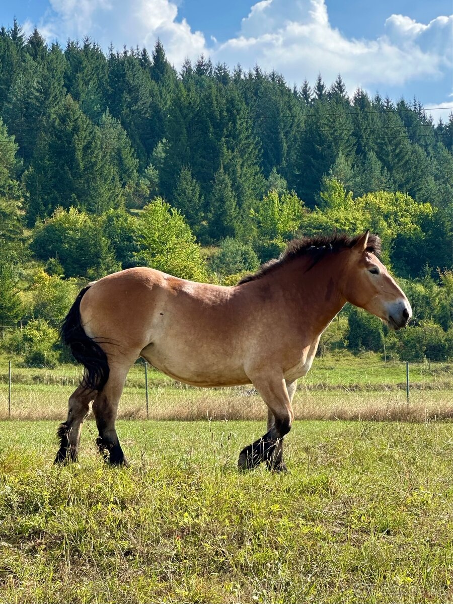 Ťažná/chladnokrvná kobyla