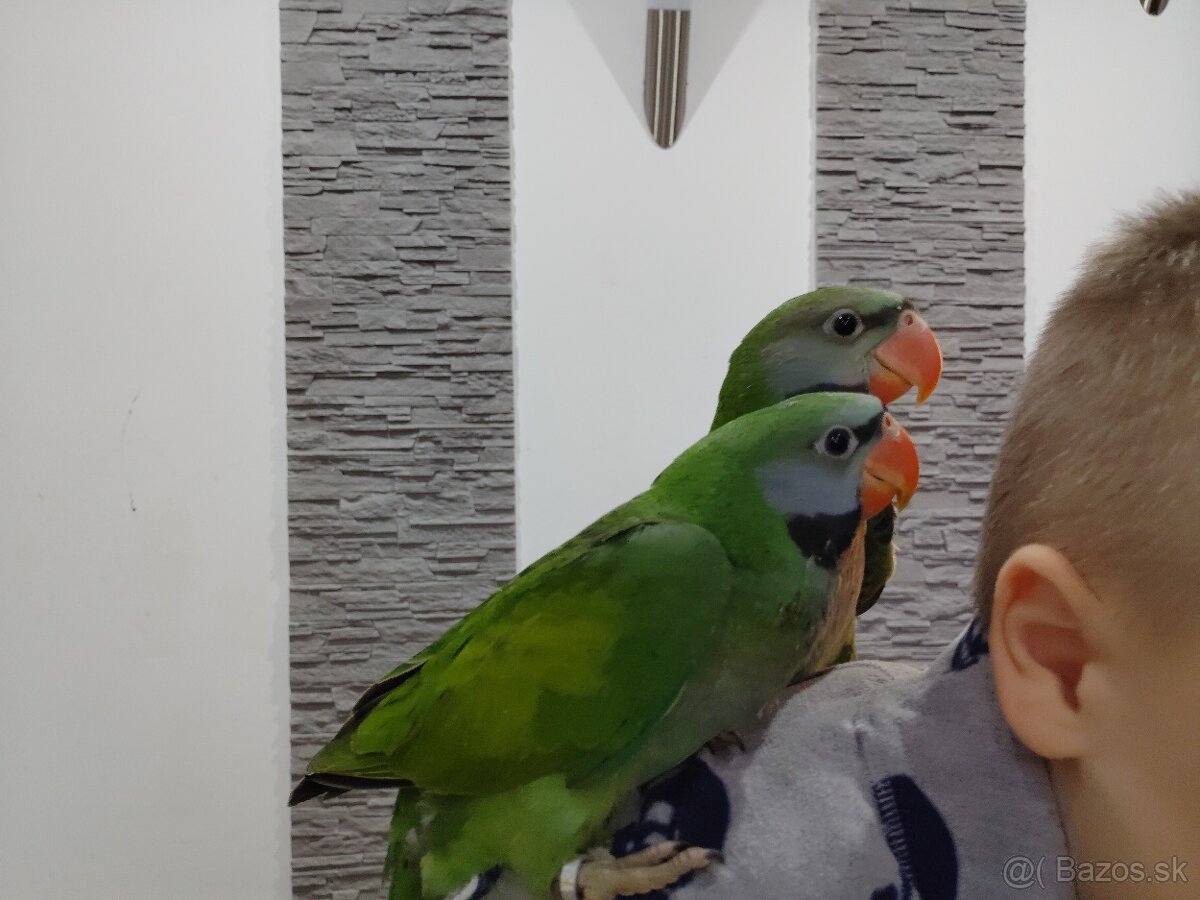 veľmi krásne nežné ručne chované čínske papagáje
