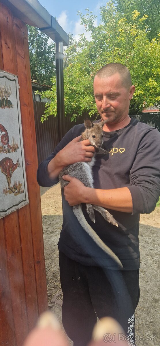 Klokan Wallaby