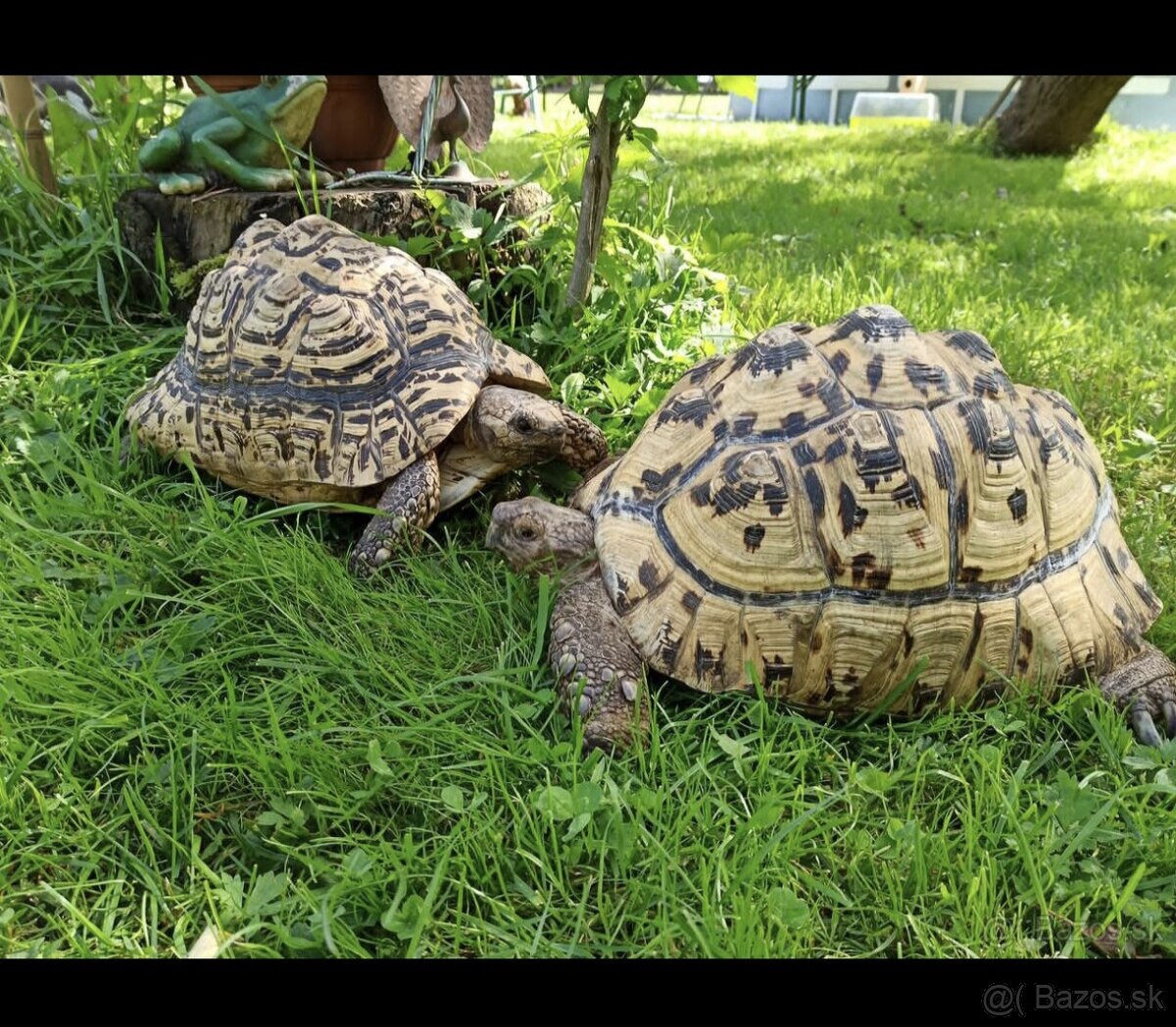 Korytnačka leoparida Pardalis