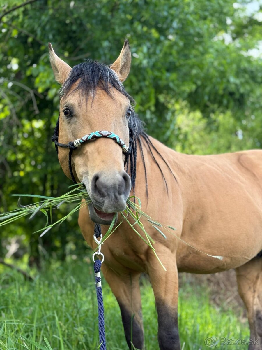 Palomino žrebček 13.5.2024QH/PH