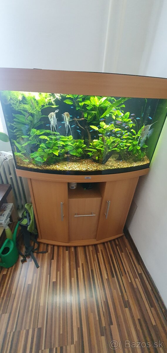 Juwel vision 180, Pterophyllum scalare