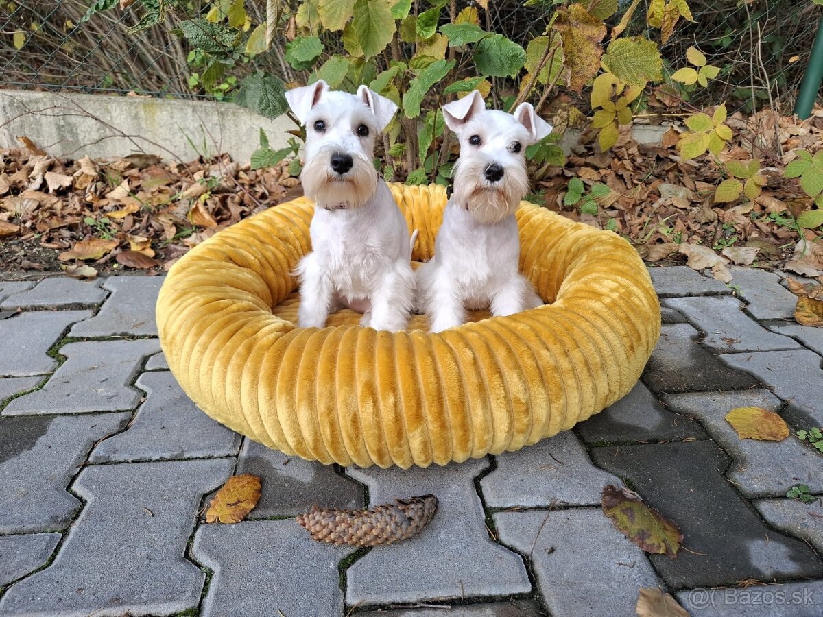 Bradáč malý biely - steniatka s PP sučky