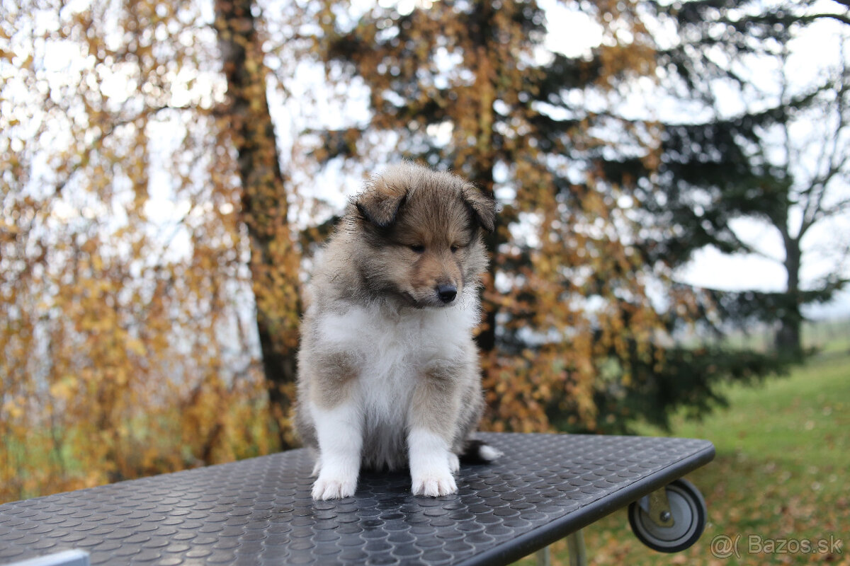 Kólia dlhosrstá - šteniatka s PP (FCI)