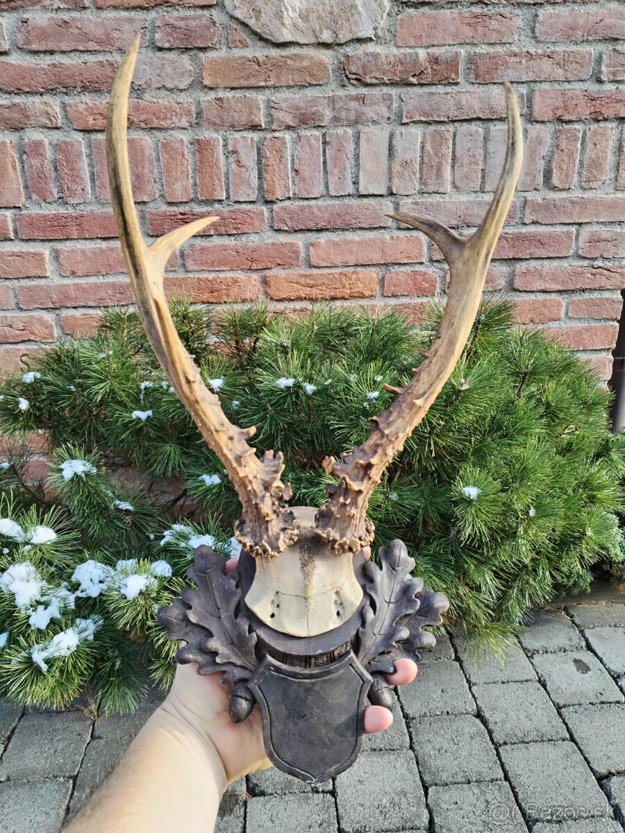 Trofej sibírsky srnec