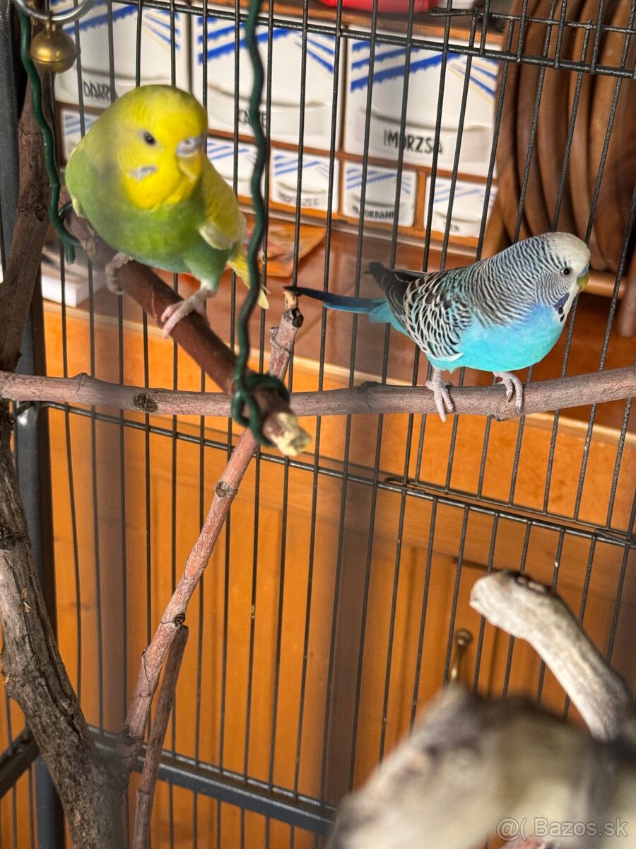 Len do milujucej rodiny Parik samec + samicka 🦜🦜 Andulky