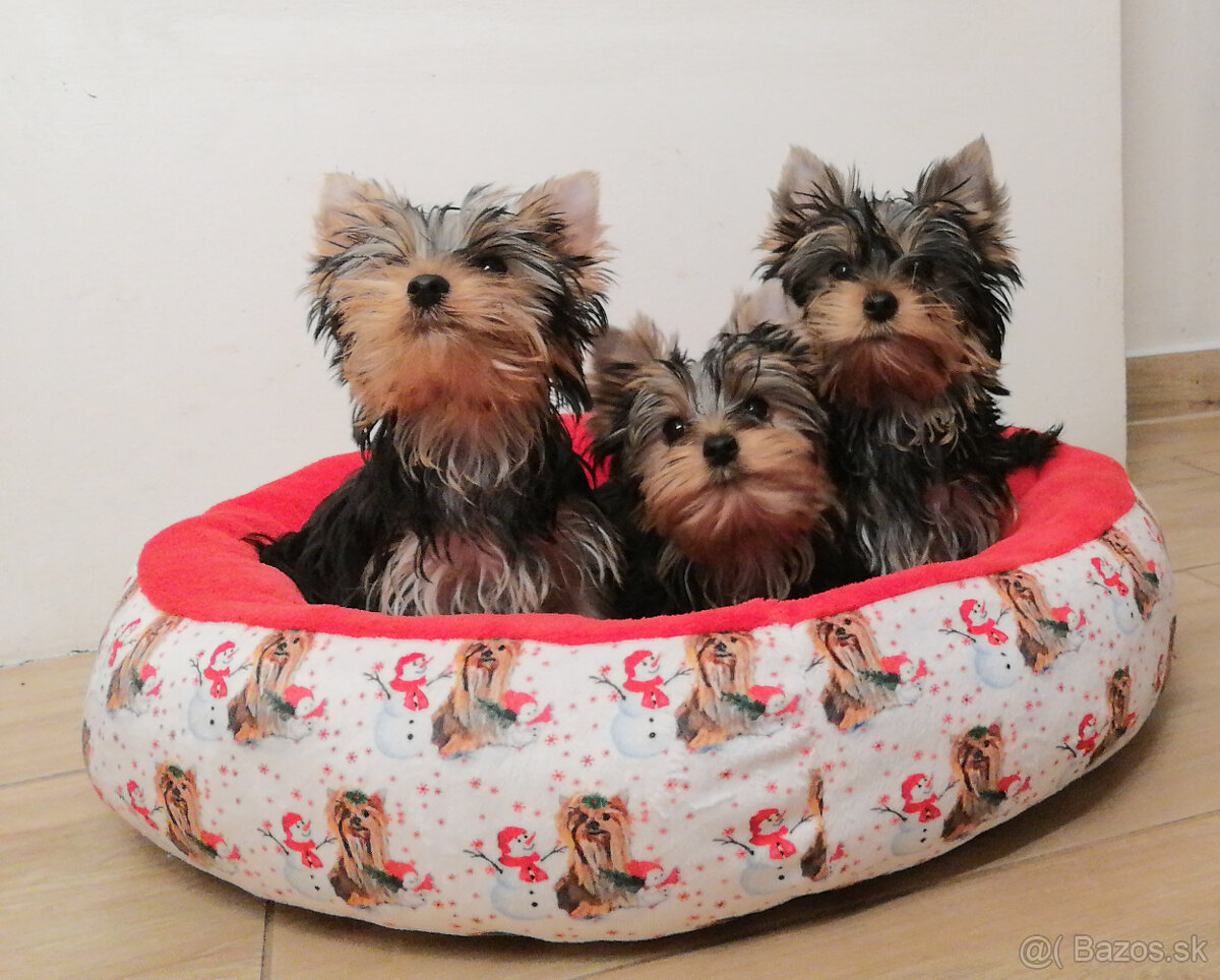 Yorkshire terrier York Yorkshir Yorkshirský teriér s PP