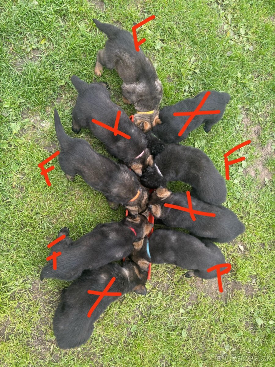 Šteňatá nemecký ovčiak