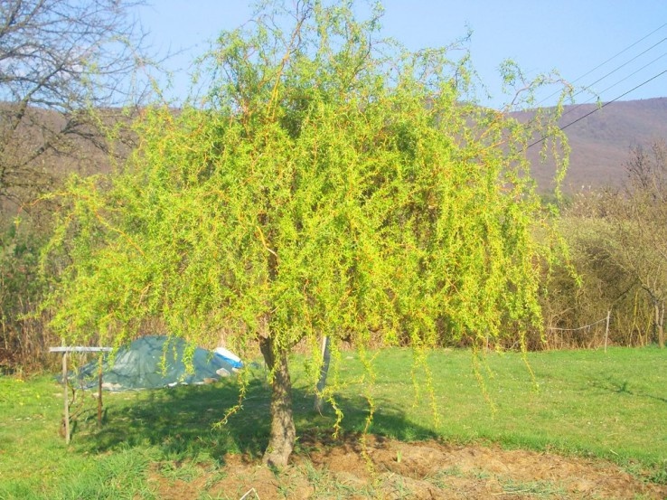 Vrba pokrutena