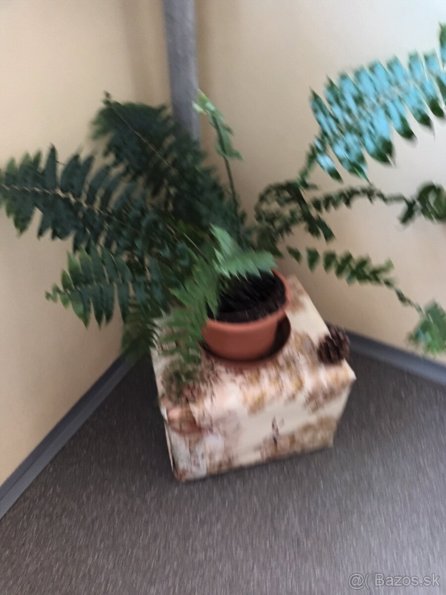 Papradie