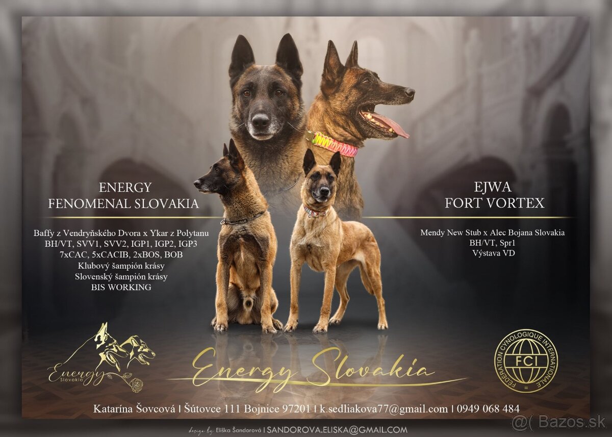 Belgicky ovčiak Malinois