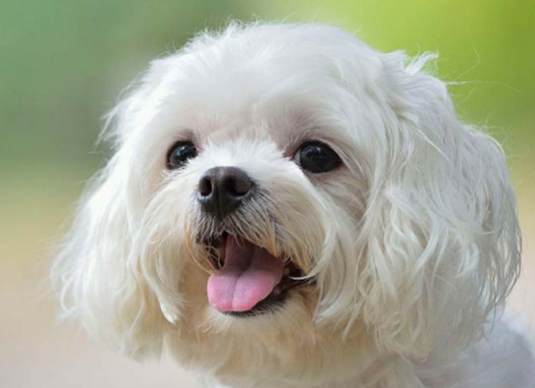 Maltezak