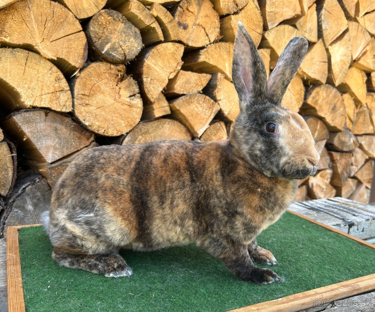 Samica - dalmatínsky rex trojfarebný