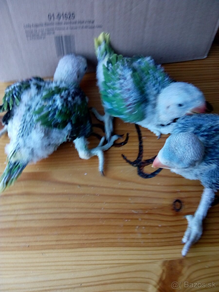 Alexander velky - mladata