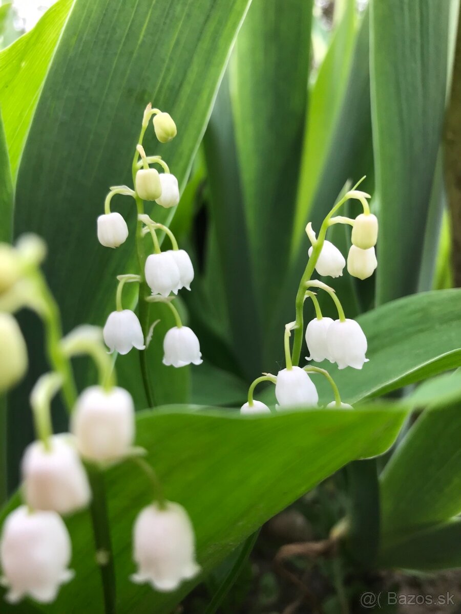 Predám KONVALINKY cibulky