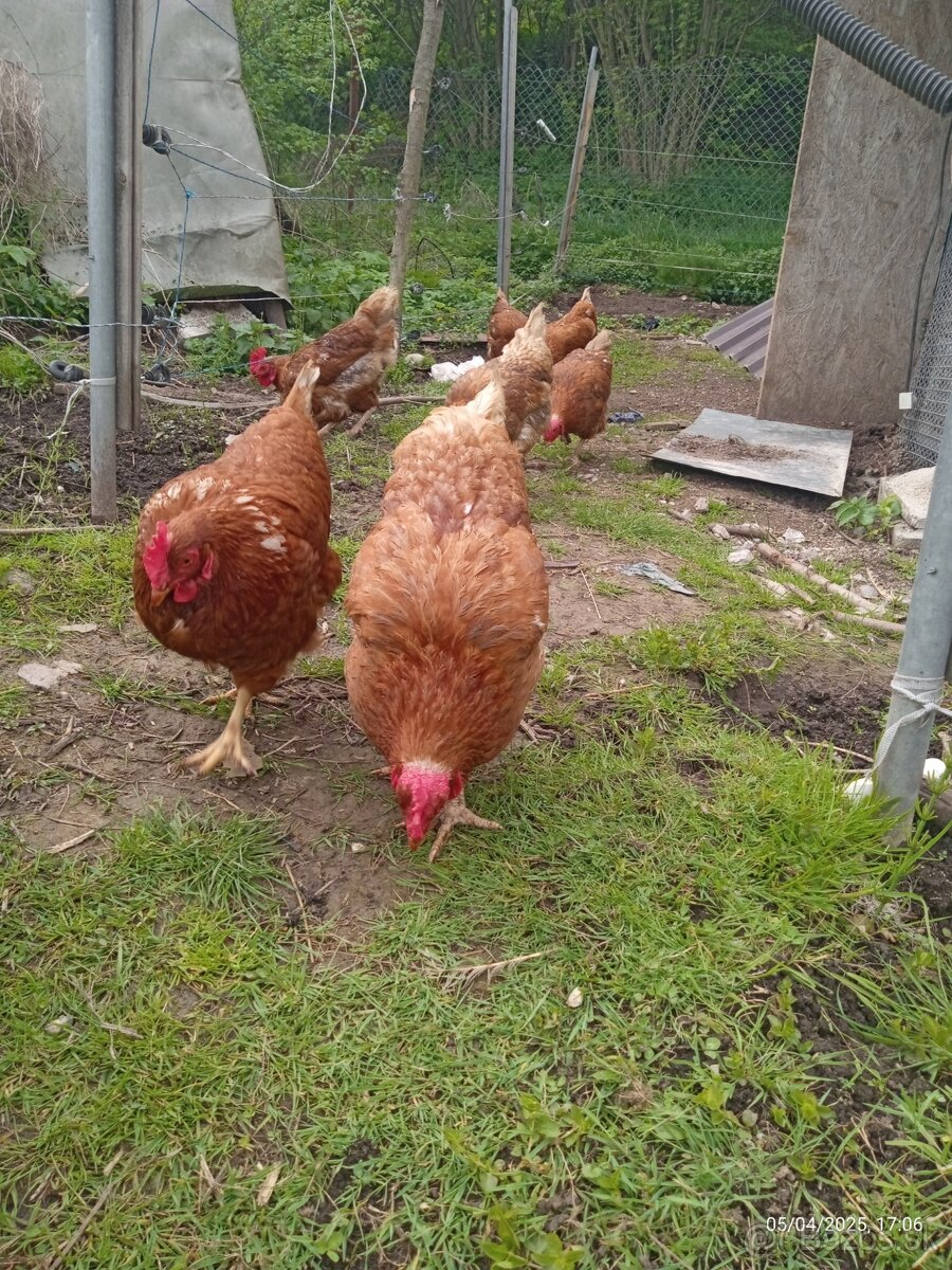 2 ročne