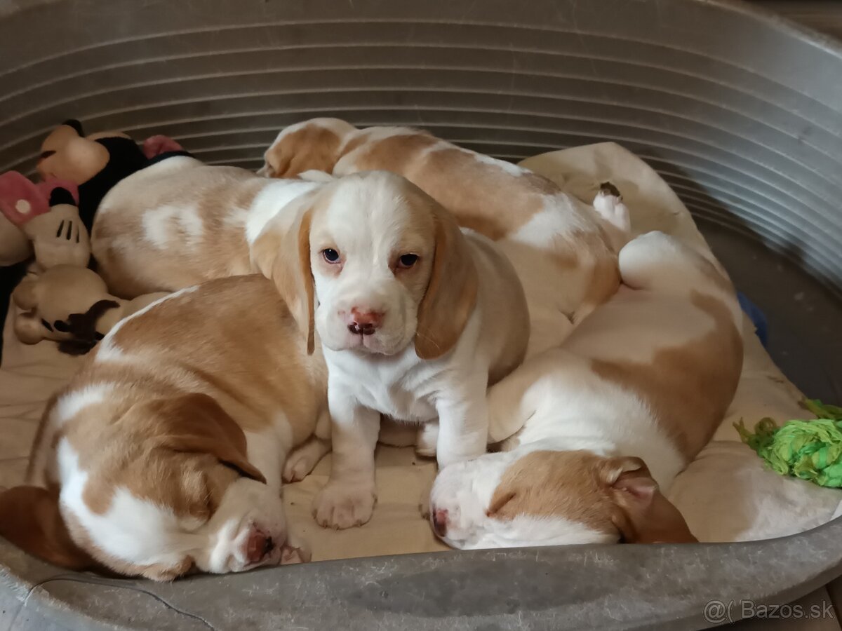 Beagle štěňátka s PP