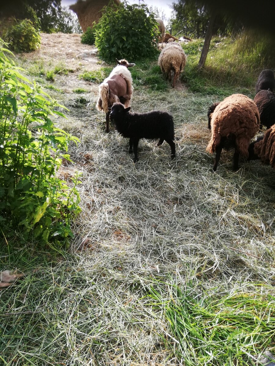 Mini ovce s jahnatami na predaj