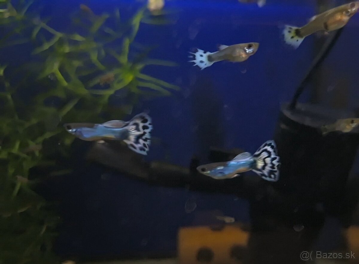 Mladé gupky japan blue