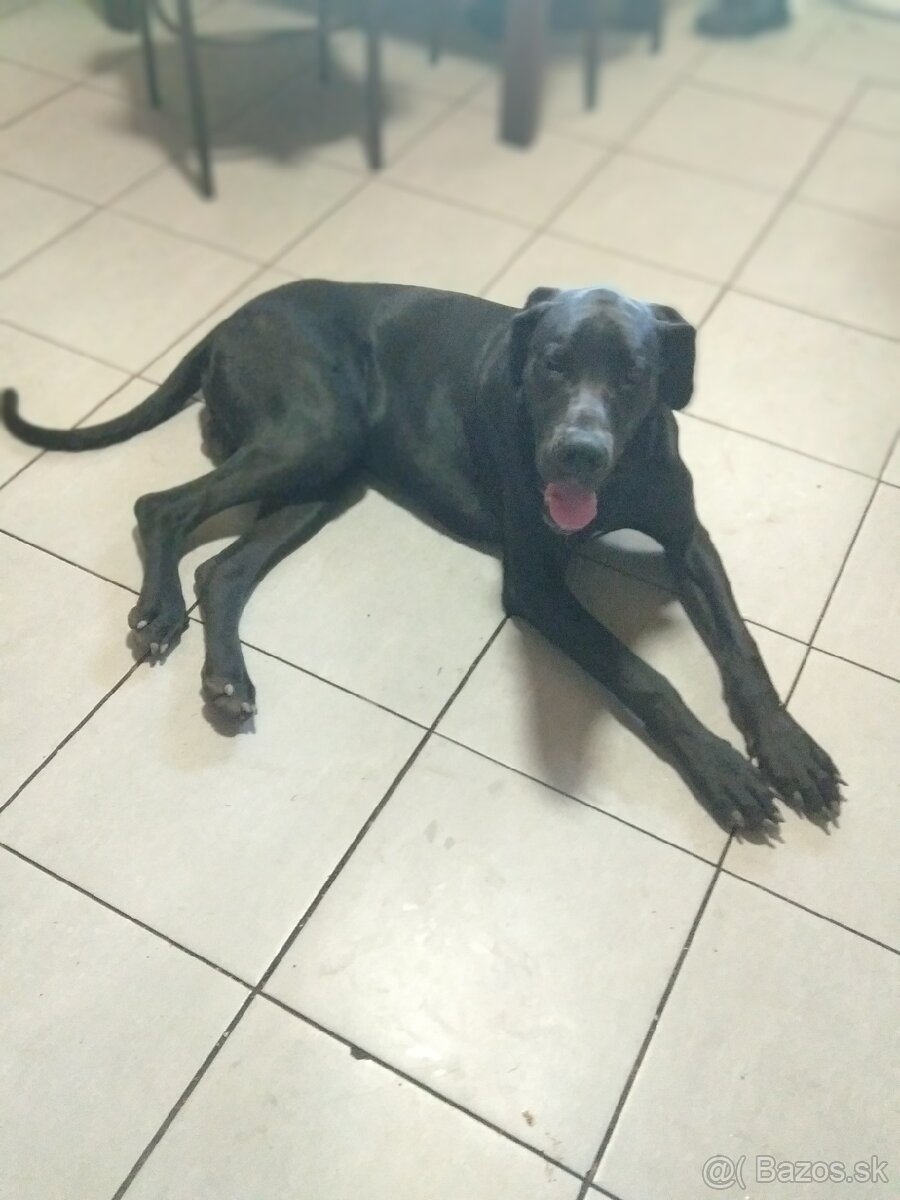 Nemecká doga