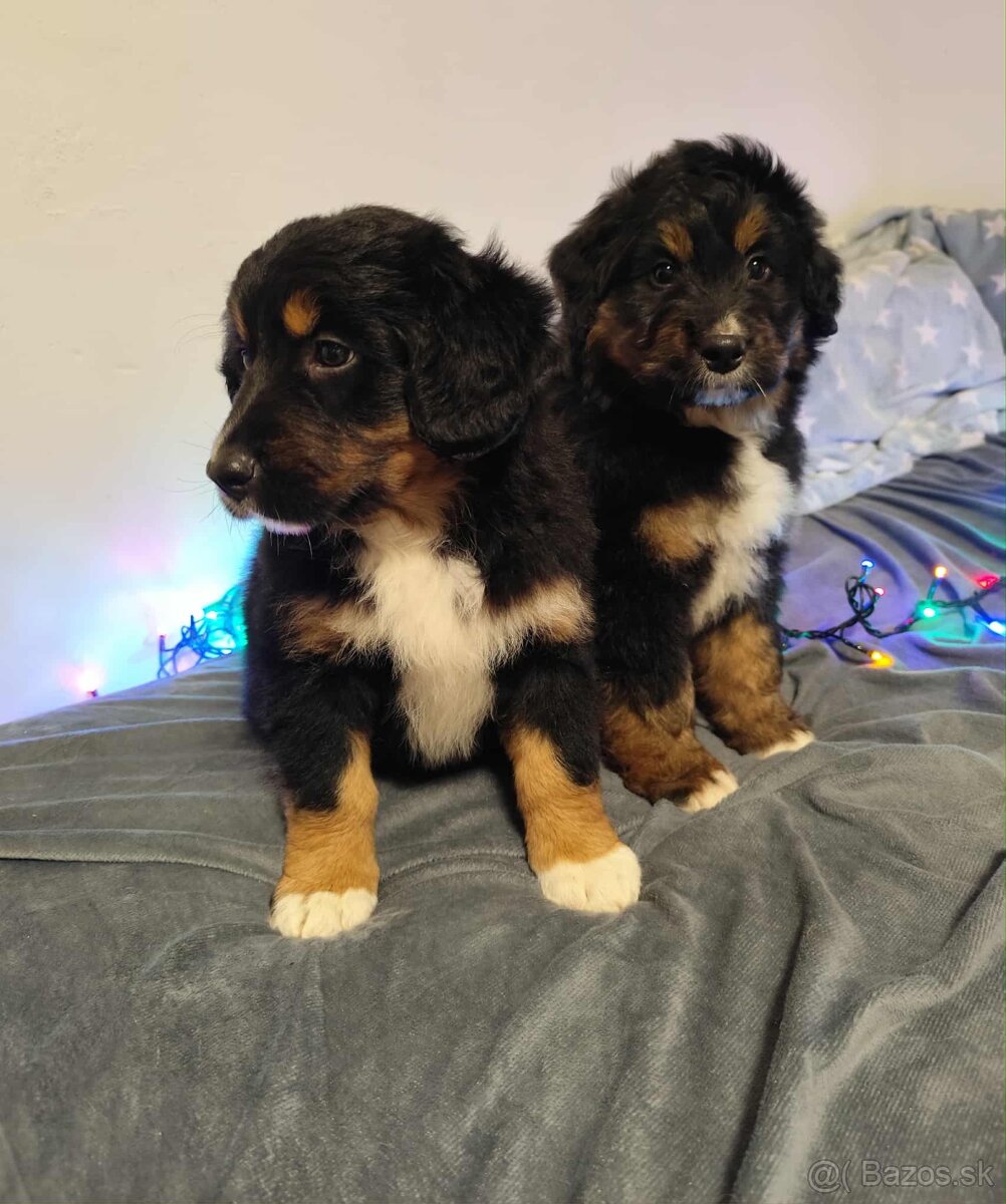 Bernský salašnícky