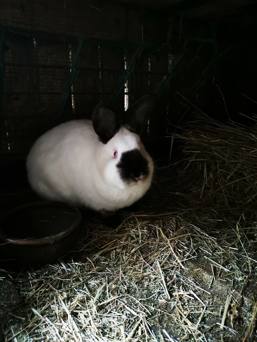 Predam Kalifornske kraliky 30e/ks