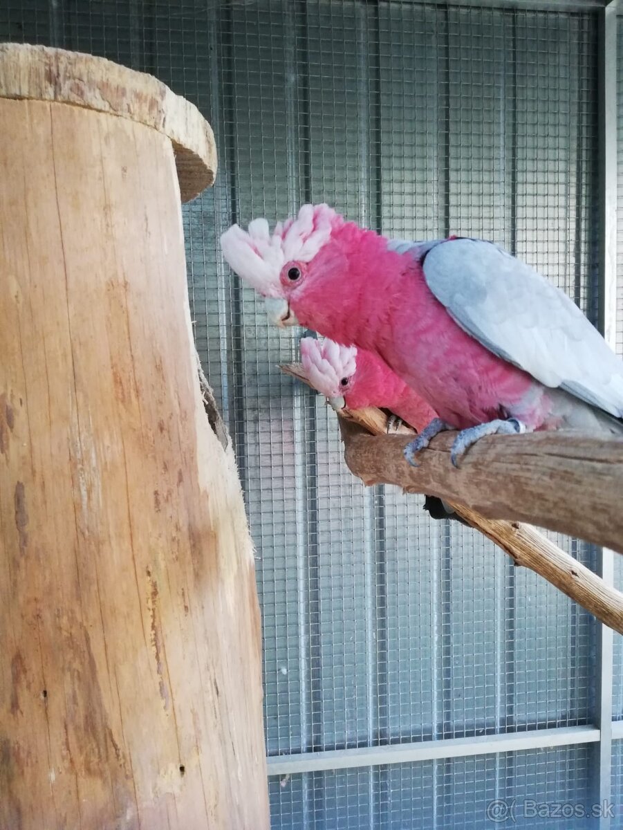 Kakadu ružový  na dokrmenie