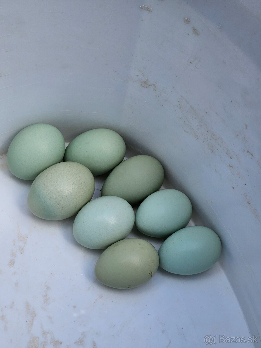 Nasadove vaj.araucana lavender,araucana,hodvabnicka usa