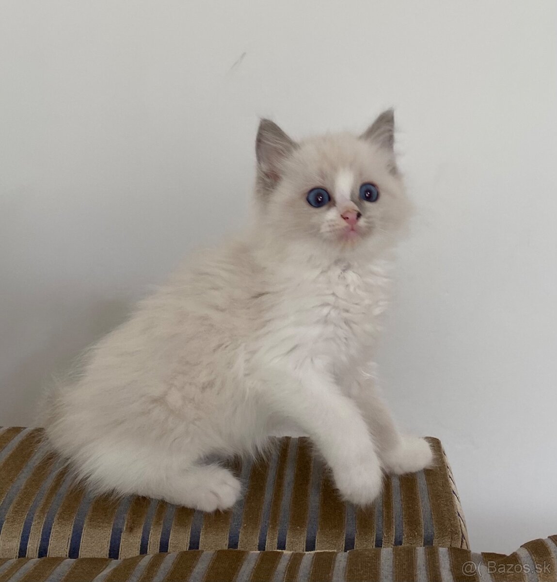 Ragdoll bez pp