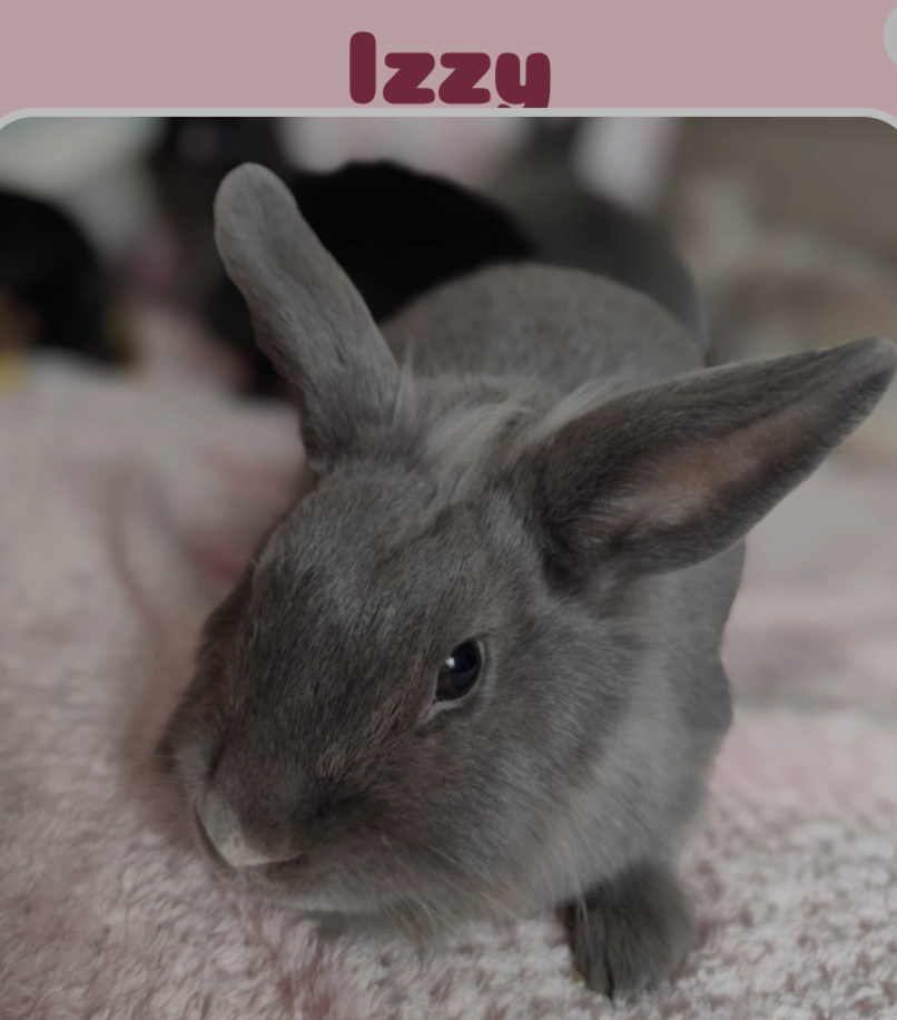 Izzy na adopciu