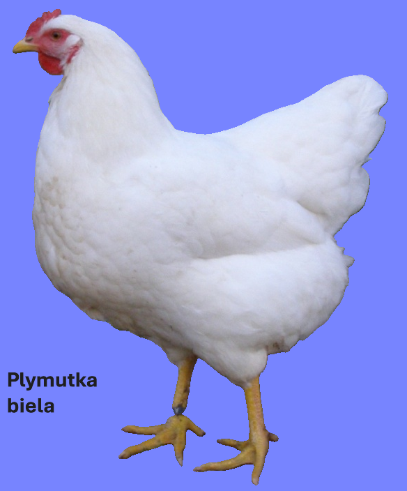 Plymutka biela.
